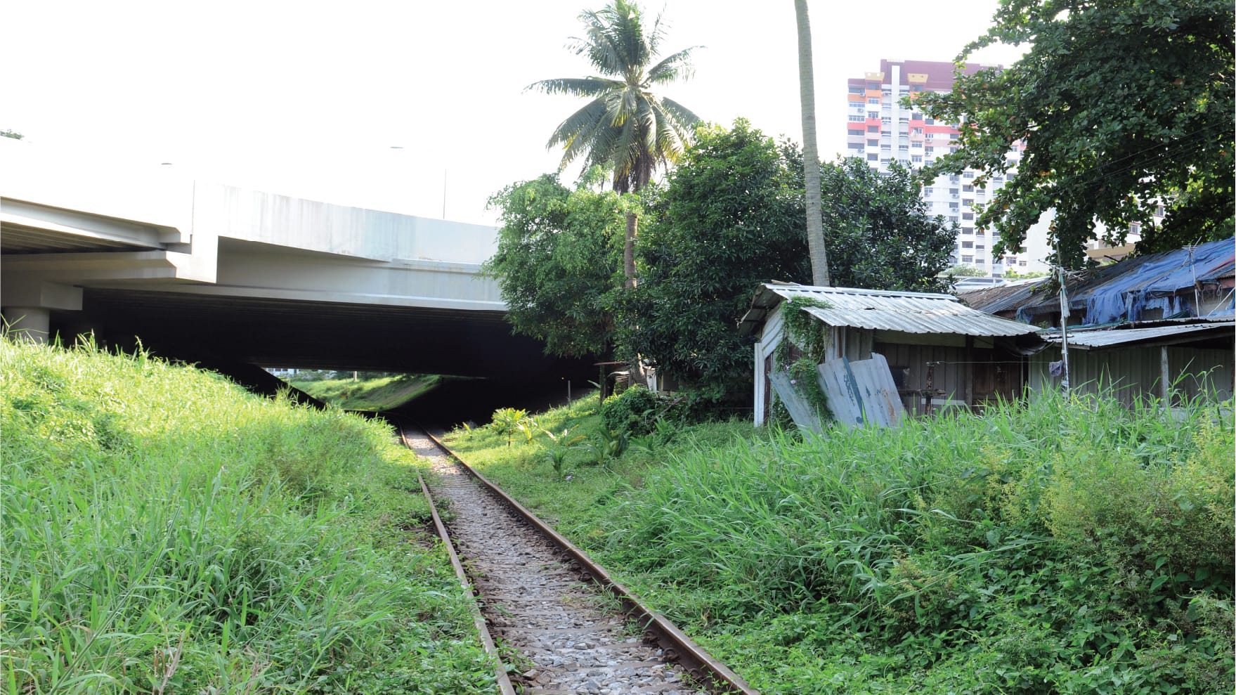 Photo of past railway track within vegetated area